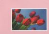 Preview image: roten Blüten im Wind - 2004 roten Blüten im Wind - 2004