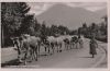 Bayern - Alm-Abtrieb im Hochgebirge - 1952