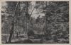 Utrechtse Heuvelrug - Driebergen, het grote bos - 1958