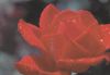 rote Rose - 2004