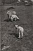 Preview image: Schafe - Der kleine Neugierige - 1956 Schafe - Der kleine Neugierige - 1956