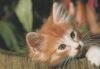 Preview image: Norwegische Waldkatze - 2004 Norwegische Waldkatze - 2004