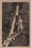 Trusetaler Wasserfall - 1954