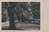 Preview image: Ein Park mit Bäumen - ca. 1955 Ein Park mit Bäumen - ca. 1955