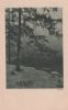 Preview image: Nadelbäume - ca. 1935 Nadelbäume - ca. 1935