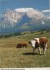 Preview image: Italien - Langkofel - Selser Alm - ca. 1980 Italien - Langkofel - Selser Alm - ca. 1980