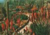 Spanien - Blanes - Jardin Botanico Tropical - ca. 1980