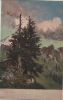 Preview image: Nadelbaum in den Bergen Nadelbaum in den Bergen