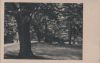 Preview image: Park mit dickem Baum - ca. 1955 Park mit dickem Baum - ca. 1955