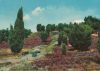 Preview image: Heidelandschaft - 1972 Heidelandschaft - 1972