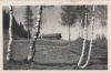 Preview image: Birken am Hang - ca. 1950 Birken am Hang - ca. 1950