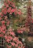 Niederlande - Lisse - Keukenhof - ca. 1980