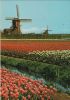 Niederlande - Holland - Blumenschmuck - ca. 1980