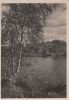 Preview image: Birke am Wasser - ca. 1965 Birke am Wasser - ca. 1965