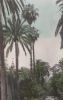 Spanien - Sevilla - Royal Palaces Gardens - 1958