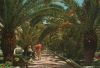 Spanien - Puerto de la Cruz - Paseo de las palmeras - ca. 1980