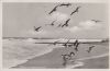 Preview image: Möwen am Meer - 1938 Möwen am Meer - 1938