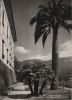 Preview image: Italien - Isola Madre - La piu grande Palma d Italia - ca. 1960 Italien - Isola Madre - La piu grande Palma d Italia - ca. 1960