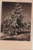 Preview image: Winter Nadelbaum Winter Nadelbaum