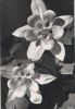 Preview image: Blumen schwarzweiß Blumen schwarzweiß