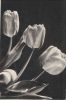 Preview image: Tulpen schwarzweiß Tulpen schwarzweiß