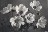 Preview image: Blumen schwarzweiß Blumen schwarzweiß