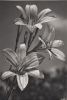 Preview image: Blumen schwarzweiß Blumen schwarzweiß