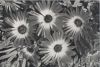 Preview image: Mittagsblume blühend Mittagsblume blühend