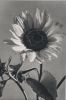 Preview image: Sonnenblume in der Blüte Sonnenblume in der Blüte