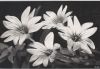 Preview image: vier Blüten unbekannte Art vier Blüten unbekannte Art