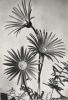 Gerbera blühend