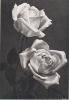 Preview image: schwarzweiß zwei Rosen schwarzweiß zwei Rosen