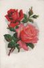 Preview image: Rosen gezeichnet Rosen gezeichnet