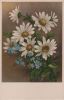Blumen weiß und blau