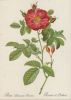 Preview image: Rosa Damascena Coccinea blühend Rosa Damascena Coccinea blühend