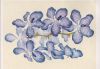 Preview image: Vanda coerulea Burma Vanda coerulea Burma