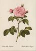 Preview image: Rosa alba Regalis blühend Rosa alba Regalis blühend
