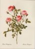 Preview image: Rosa Pomponia blühend Rosa Pomponia blühend