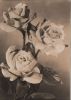 Preview image: zum Geburtstag Rosen zum Geburtstag Rosen