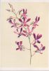 Preview image: Dendrobium arcuatum Java Dendrobium arcuatum Java