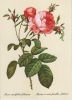 Preview image: Rosa centifolia foliacea blühend Rosa centifolia foliacea blühend