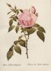 Preview image: Rosa Indica fragrans blühend Rosa Indica fragrans blühend