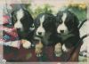 Preview image: Drei Hunde im Kinderwagen Drei Hunde im Kinderwagen