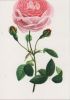 Preview image: Rosa Hybr. Bengalensis blühend Rosa Hybr. Bengalensis blühend