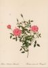 Preview image: Rosa Indica Pumila blühend Rosa Indica Pumila blühend