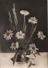 Preview image: Herzliche Geburtstaggrüße Blumen Herzliche Geburtstaggrüße Blumen