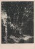 Preview image: Birken am Waldweg Birken am Waldweg