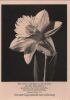 Preview image: Segenswünsche zum Geburtstag Blume Segenswünsche zum Geburtstag Blume