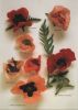 Preview image: verschiedene Blüten Klatschmohn verschiedene Blüten Klatschmohn