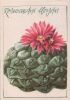 Preview image: Roseocactus lloydii Mexiko Roseocactus lloydii Mexiko